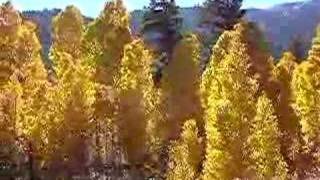 Fall aspen colors at the base of the Tioga Pass [upl. by Morgenthaler57]