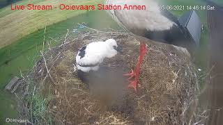 Livestream Ooievaar station Annen [upl. by Tomasina]