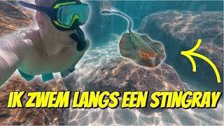 IK ZWEM LANGS EEN STINGRAY TIJDENS HET SNORKELEN IN AUSTRALIË 265 [upl. by Burta]