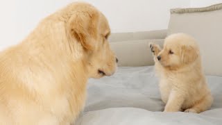 Golden Retriever Dad Meets His Puppy Son For The First Time [upl. by Lav]