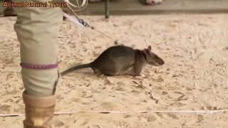 APOPO Hero Rat removes land mine [upl. by Amand756]