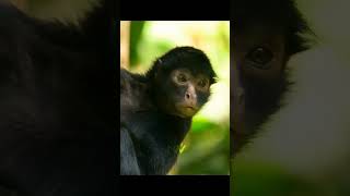 Spider monkeys rarely come down from the trees🌳shorts spidermonkey wildlife [upl. by Rofotsirk]