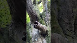 Huge beech tree in the New Forest shorts [upl. by Line205]