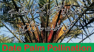 Date Palm Pollination Khajoor ki Pollination kesy Karin UrduHindi  Agri Aid [upl. by Lemak]