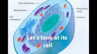 Mitosis  What the Cells Do  Biology SongRap [upl. by Barbee450]