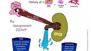 Pharmacology  Kidney  Antidiuretics Part  2 [upl. by Anayek295]