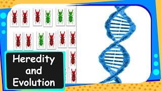 Biology  Mechanism of Evolution  Heredity and Evolution  Part 6  English [upl. by Minna10]