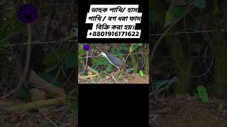 ডাহুক পাখি ধরার ফাদ তৈরীর পদ্ধতি।How to make Gallinule bird trapdahuk pakhir fadজাংগীফাদshort [upl. by Stefano717]