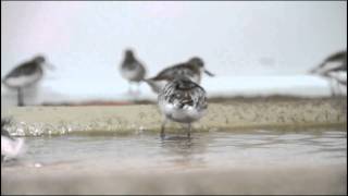 WWT Spoonbilled Sandpipers [upl. by Lekar487]