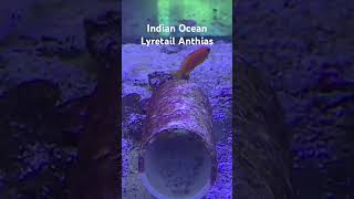 Indian Ocean Lyretail Anthias aquarium marinefish reeftank [upl. by Landsman]