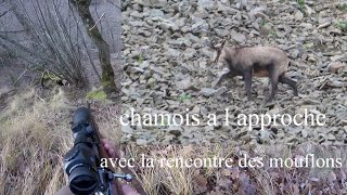 CHAMOIS a l approche avec la rencontre des Mouflons [upl. by Llertrac944]