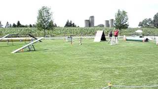 German Shorthaired Pointer doing Agility [upl. by Edya]