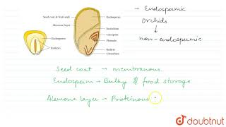 STRUCTURE OF A MONOCOTYLEDONOUS SEED [upl. by Oiril]