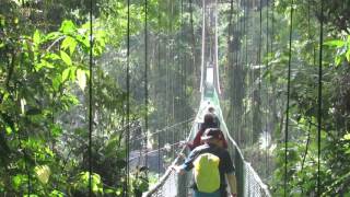 Forest Hanging Bridge  Tirimbina Forest Reserve in Costa Rica [upl. by Sane887]