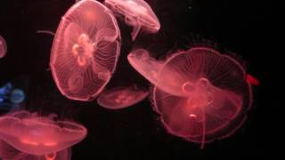 JellyFish Documentary [upl. by Dyanne]