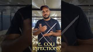 E coli  Escherichia coli  Disease  Ecoli Symptoms and Prevention in Poultryecpoultryfarm [upl. by Alien]