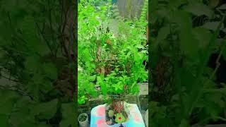 tulsi Puja karne se sabhi kast mit jatitrending video viralvideo [upl. by Aisayt]