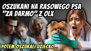 OSZUKANI NA RASOWEGO PSA quotZA DARMOquot Z OLX  SZPIC MINIATUROWY POMERANIAN Z PSEUDOHODOWLI [upl. by Ayekan]