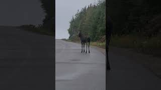 Young Bull Moose running accross the road Drive cautiously ⚠️ [upl. by Seugram]