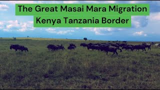 The Great Masai Mara Migration  Kenya Tanzania Border [upl. by Llenrahc]