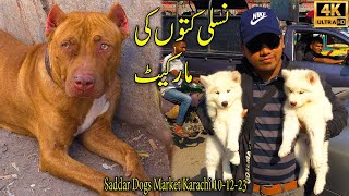 Saddar Dogs Market Karachi 10122023  German Shepherd Husky Pit bull Dogs  جميع سلالات الكلاب [upl. by Eivlys]