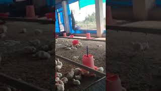 Poultry farm business trending chicken poultry motivation poultryfarm shorts business [upl. by Nahgam]