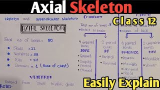 Axial Skeleton  Skull  Ribs  Sternum  Vertebral Column  Class 12 UrduHindi [upl. by Nyleahs]