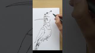 Inktober Day 14  Hoopoe  Speed Drawing Timelapse [upl. by Ztirf984]