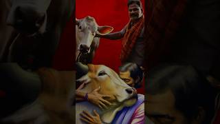 Why Cows are Sacred in India and seen a god [upl. by Anivle682]