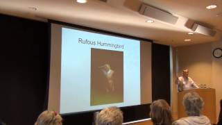 The Incredible Rufous Hummingbird Migration Story [upl. by Airdnassac]