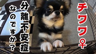 【分離不安症 犬】ごめんなさい 全て飼い主の責任です [upl. by Ayotak597]