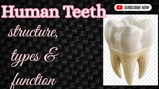 Human Teethstructure amp function explainedHow your teeth worksDental science [upl. by Pepito821]