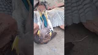 Strong Home Bird birds hunting wildlife attack animals eagle hawk shorts falcons [upl. by Ellesirg]