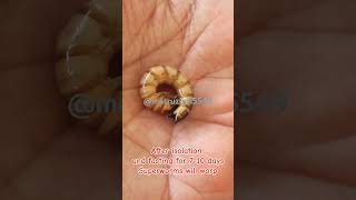 Superworm metamorphosispupa Beetle10000 superworm vs10000 superworm mealworm mealworms [upl. by Mailliw]