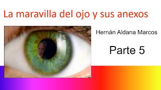 Histología del ojo Parte 5 [upl. by Ahsikrats]