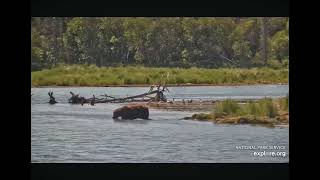 747 strolling June 22 2024 Exploreorg Brooks falls [upl. by Airelav]