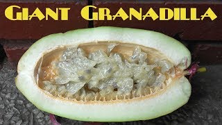 Giant Granadilla Review Passiflora quadrangularis  Weird Fruit Explorer Ep 223 [upl. by Ativoj]