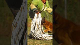 INCREDIBLE  WATCH THIS DOG MASTER SPECIAL TRAINING SKILL doglover phikphikmykitty [upl. by Karlen]