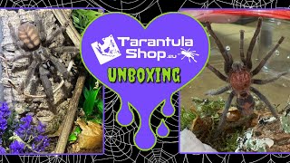 3 New Tarantulas from TarantulaShopeu [upl. by Aved294]