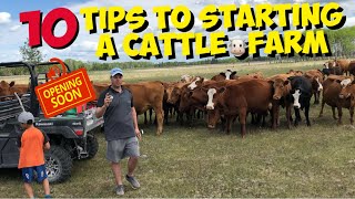 Starting a Beef Cattle Farm 10 TIPS for beginners to start a Cattle Ranch [upl. by Benge]