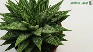 Haworthia limifolia v striata Spider White [upl. by Algernon351]