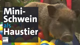 Schweinisches Haustier Lotta das MiniSchwein  BR24 [upl. by Zorana]