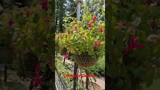 Company Garden View 🥰🥰 Mussoorie shortvideo shorts shortsvirel Nancy Album [upl. by Leroj]