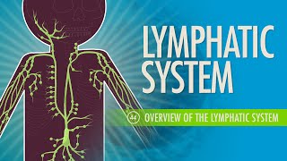 Lymphatic System Crash Course Anatomy amp Physiology 44 [upl. by Solly]