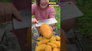 Begini Pertanian Buah Mangga Modern di China [upl. by Mcgee]