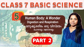 Class 7 Basic Science Chapter 5 Human Body A Wonder Digestion and Respiration Part 2 [upl. by Dorkas]