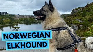 Norwegian Elkhound  TOP 10 Interesting Facts  Norsk Elghund [upl. by Delcine]