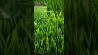 A normal grass edit for gamersmemes funny edit [upl. by Kaine]