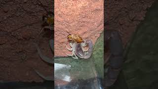 Parabuthus schlechteri جنگل عقرب scorpion feeding cockroach food [upl. by Yesnel]