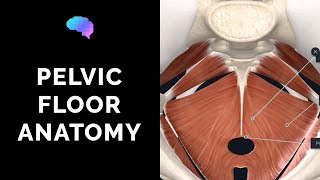 Pelvic Floor Anatomy 3D Anatomy Tutorial  UKMLA  CPSA [upl. by Skoorb]